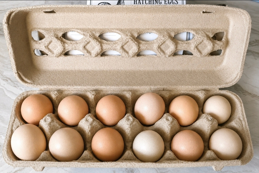 Ayam Cemani Hatching Eggs