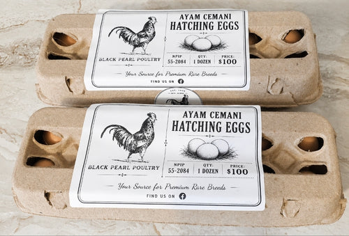 Ayam Cemani Hatching Eggs
